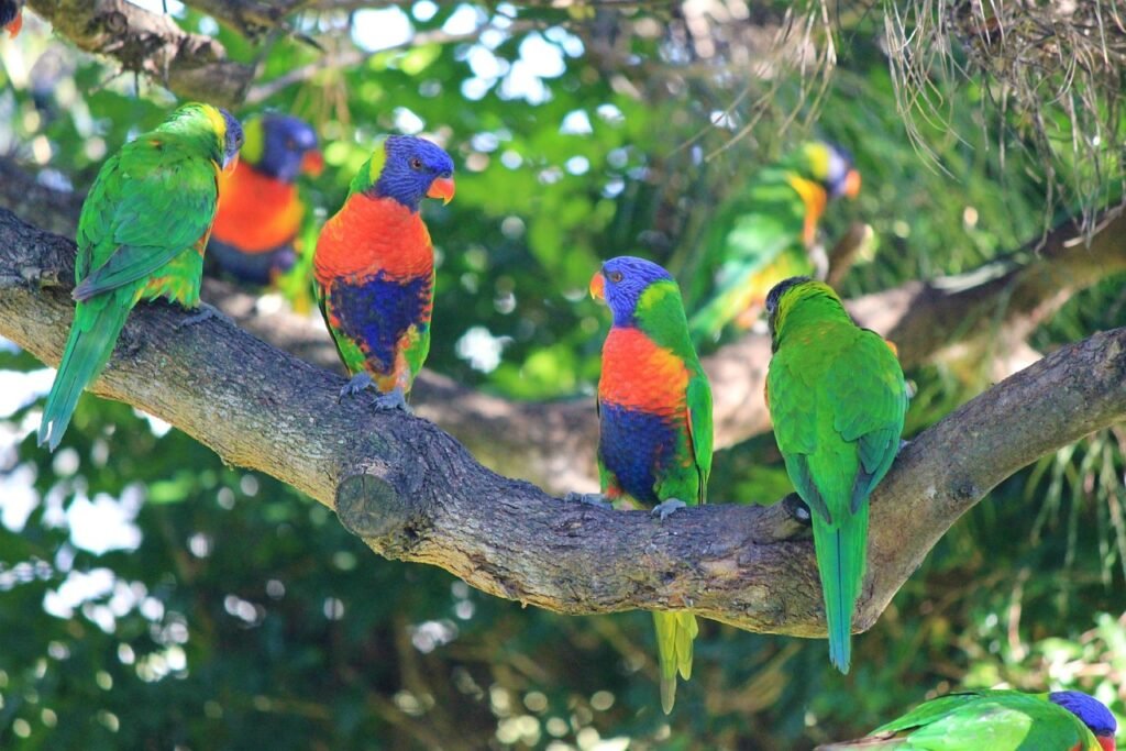 rainbow-lorikeets-birds-colourful-433436 rainbow lorikeets, birds, colourful-433436.jpg